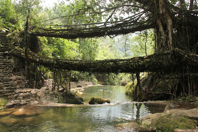 Double pont vivant dans l’état indien du Meghalaya