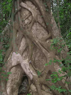 Exemple de figuier étrangleur au Kerala en Inde