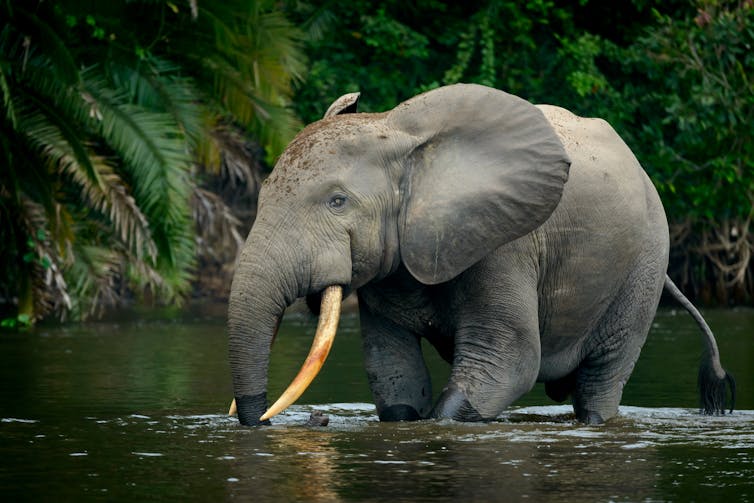 small elephant wades through water