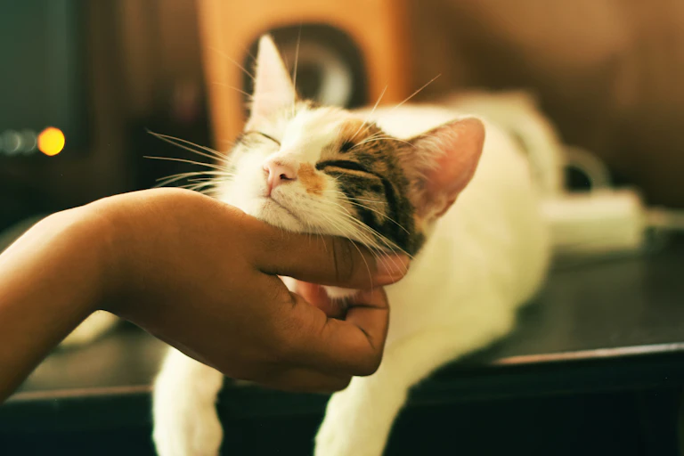 Uma mão coça o queixo de um gato malhado que parece feliz.
