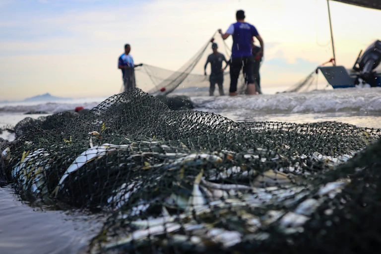 net with fish in foreground, four fishermen in background holding net