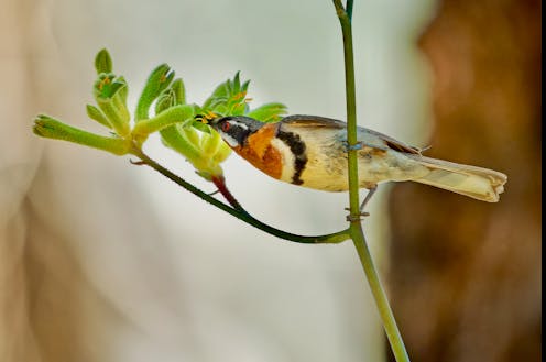 In a record-breaking drought, bush birds from around Perth flocked to the city