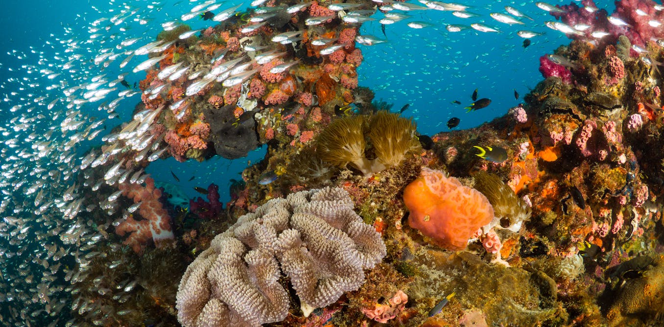 Traditional owners and scientists worked together on ‘coral IVF’ projects. Here’s what we found