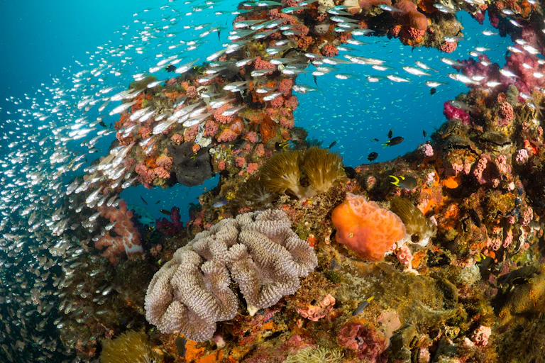 Fish swim around the great barrier reef in queensland.
