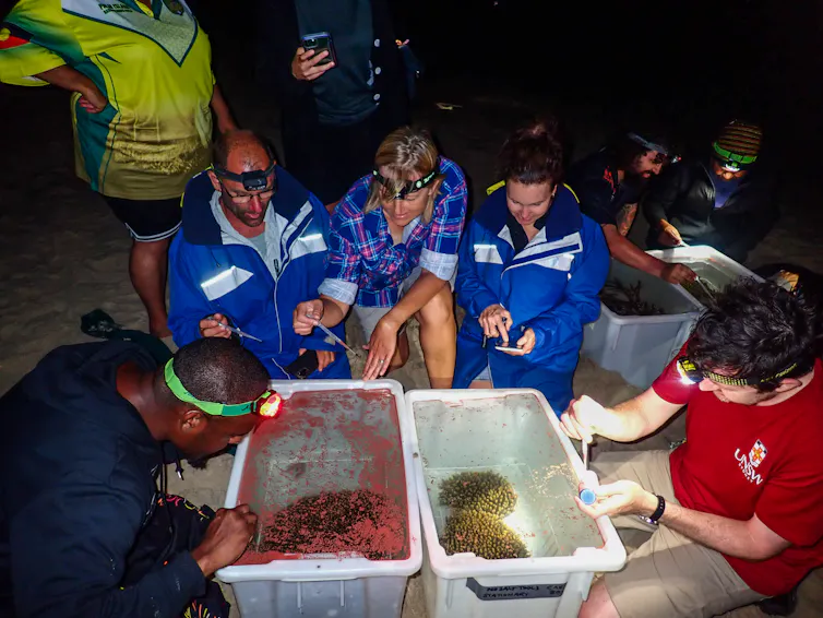 Traditional owners and scientists work together on a coral project.