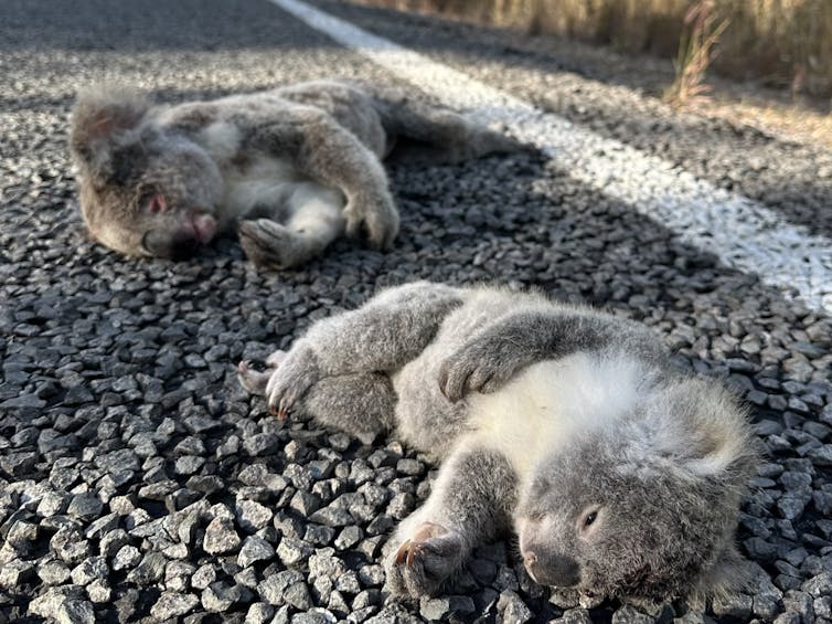 two dead koalas on highway