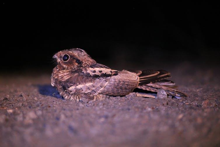 Small brown brown