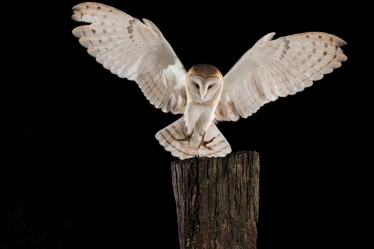 Barn own in flight.
