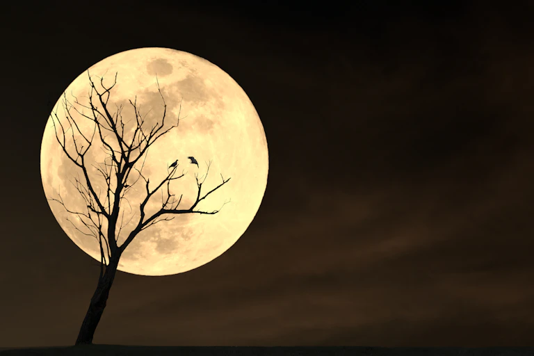 Dry tree against full moon