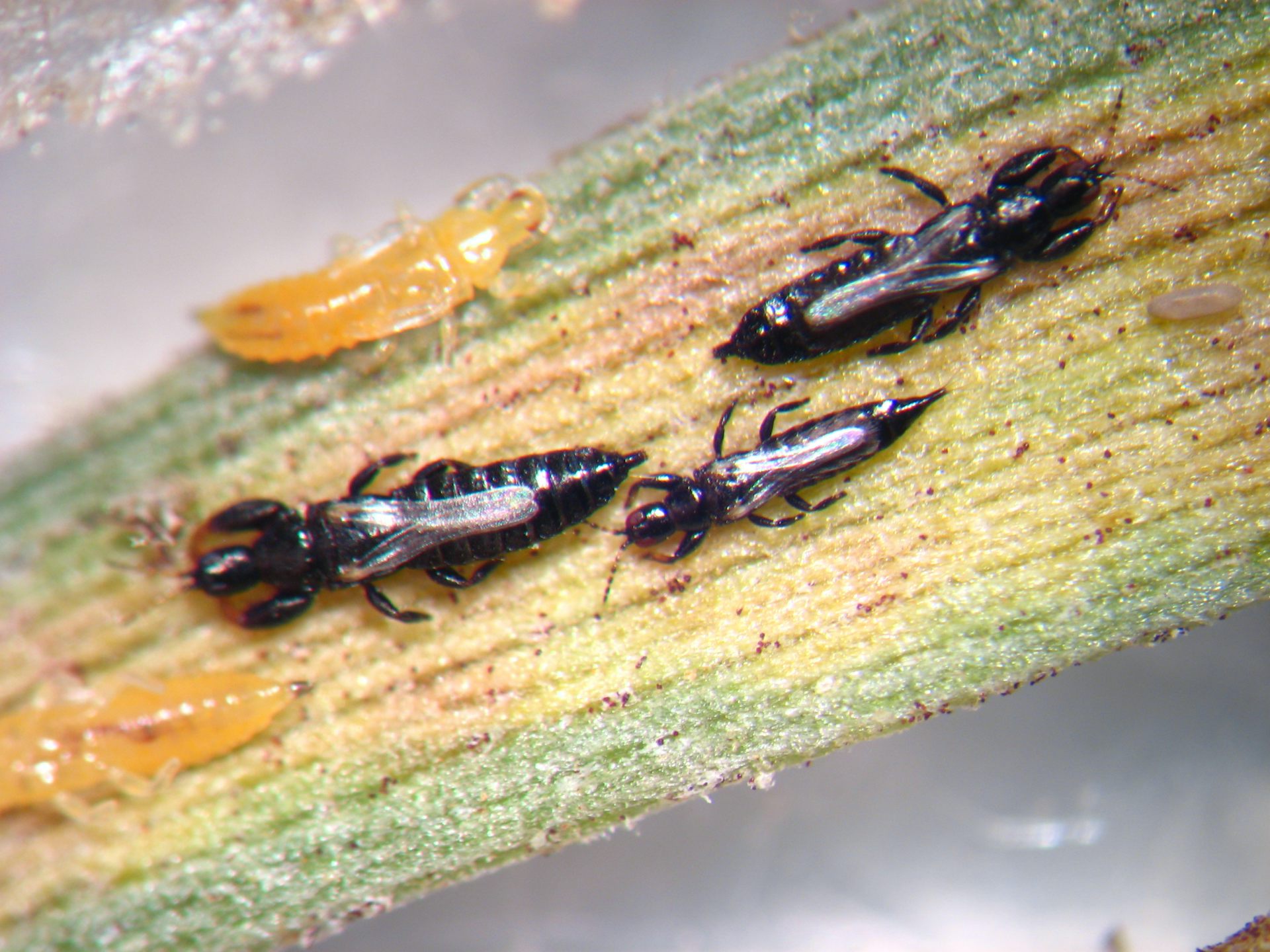 Are these tiny insects the world’s most bone-idle bugs?