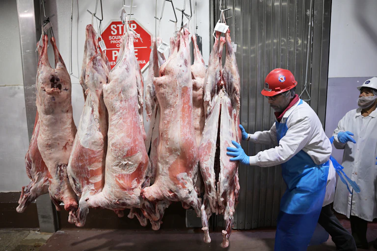 Man pushing lamb carcasses through slaughterhouse.