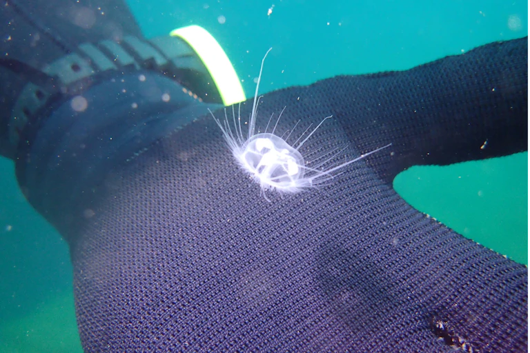 A small jellyfish swims close to a divers hand.