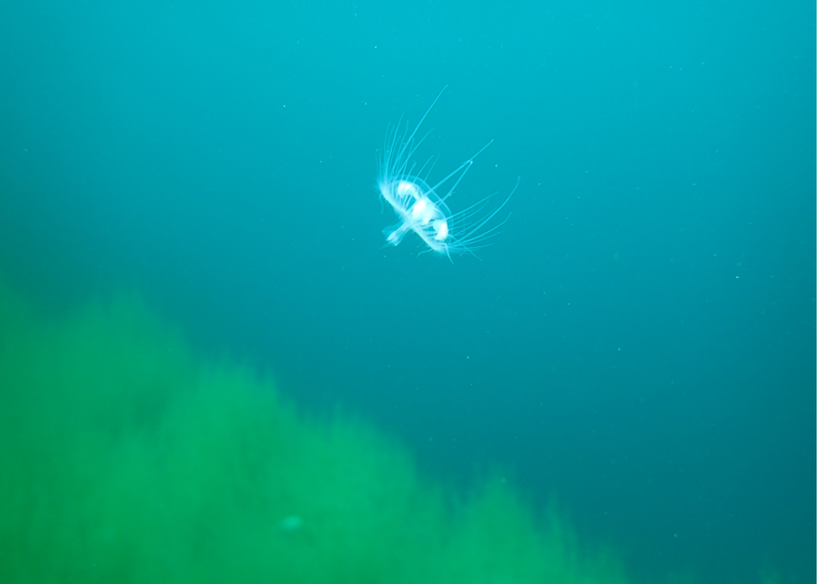 A small jellyfish swims past the camera.