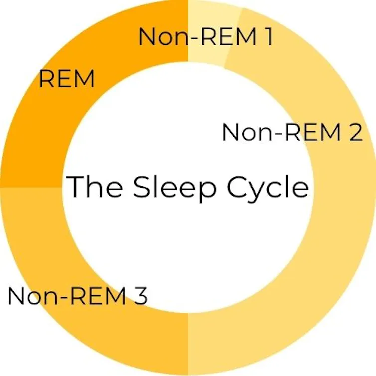 Segments of a circle indicate the four stages of the sleep cycle: Non-REM 1, Non-REM 2, Non-REM 3, and REM.