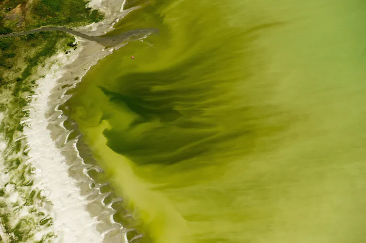 A large algal bloom is seen in the water next to a sandy beach.