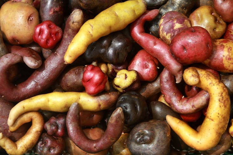Red, yellow, white and purple potatoes in assorted shapes.