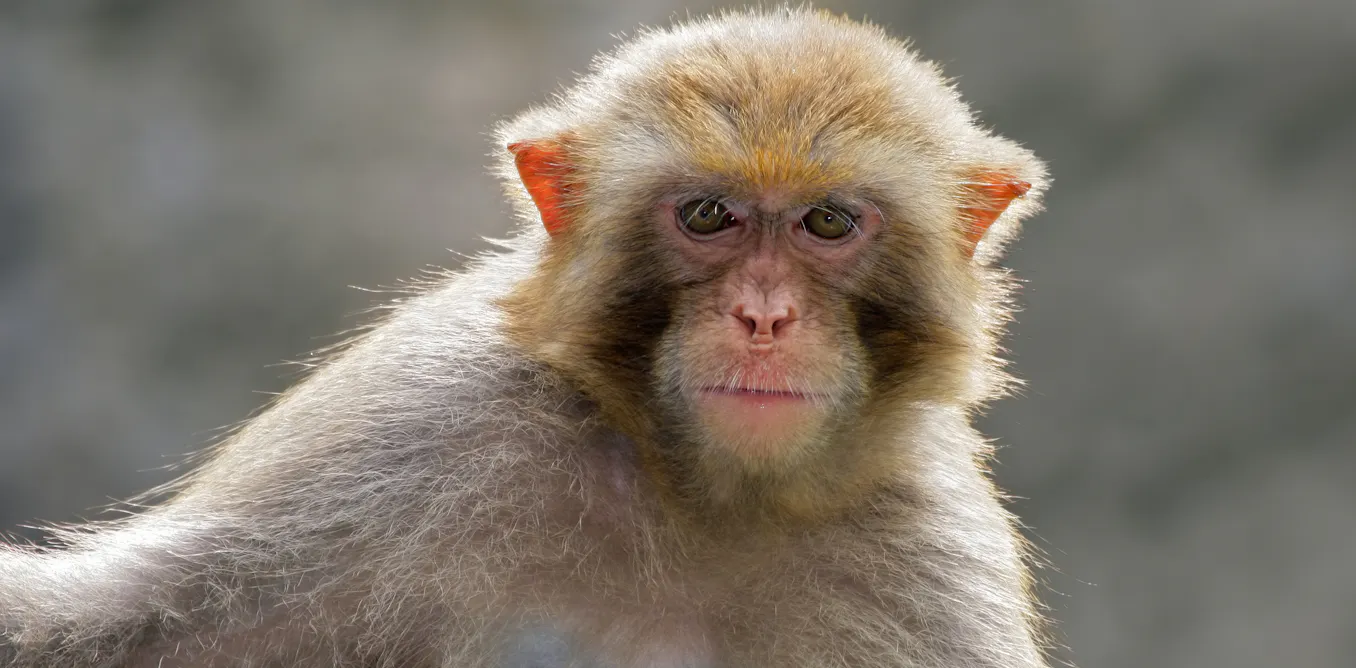 Monkeys know who will win the election - primal instincts humans share with them shape voters' choices