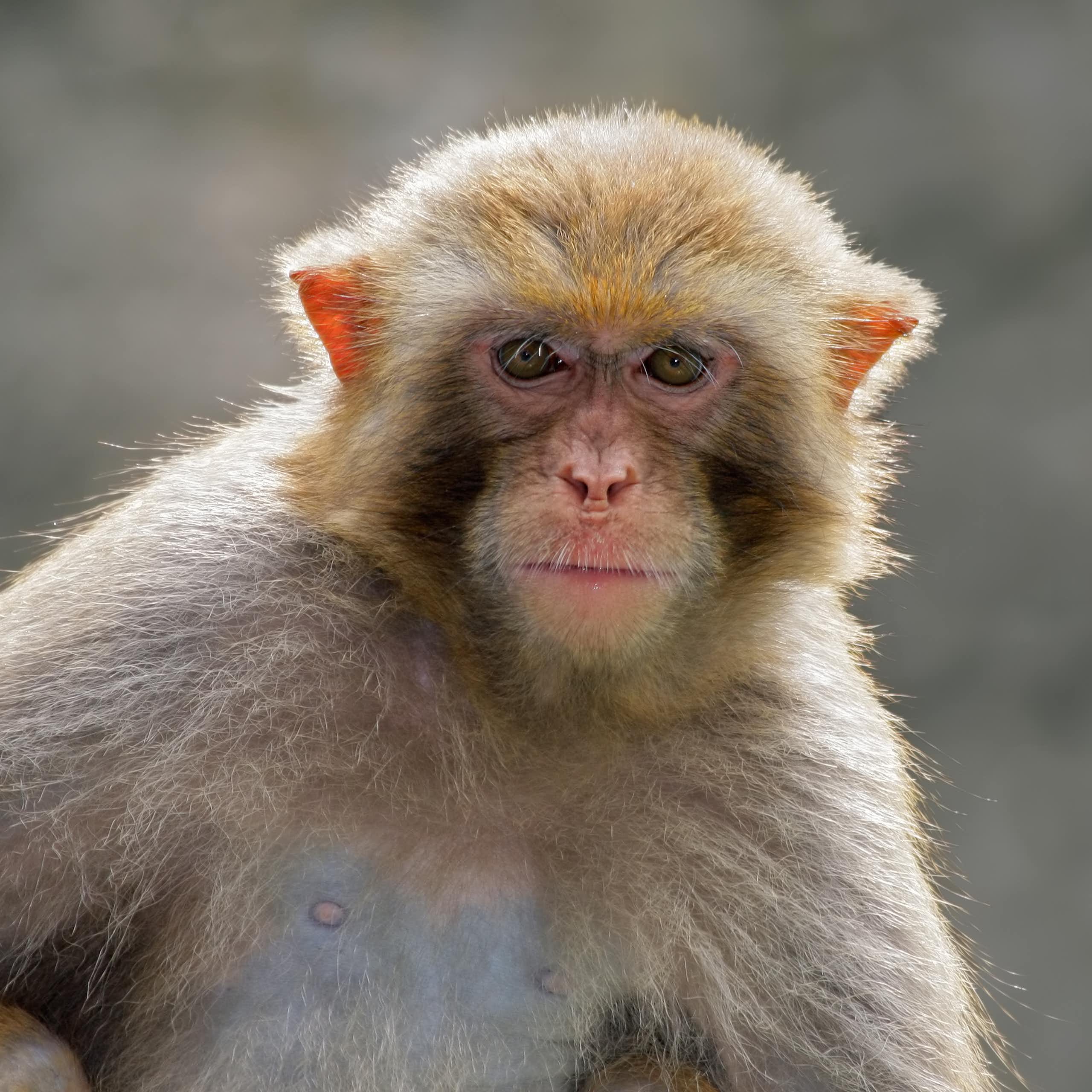 monkey looking at camera