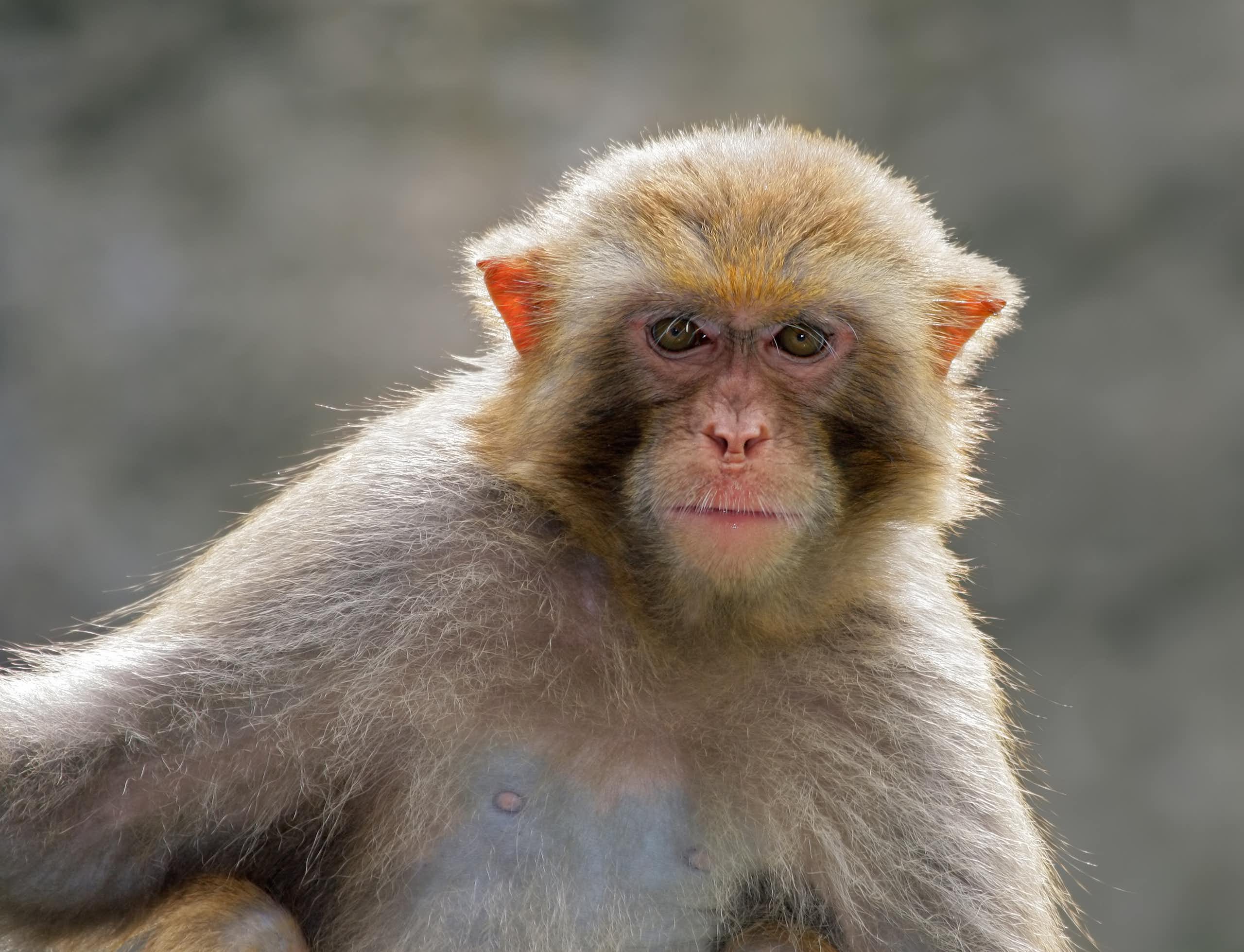 monkey looking at camera