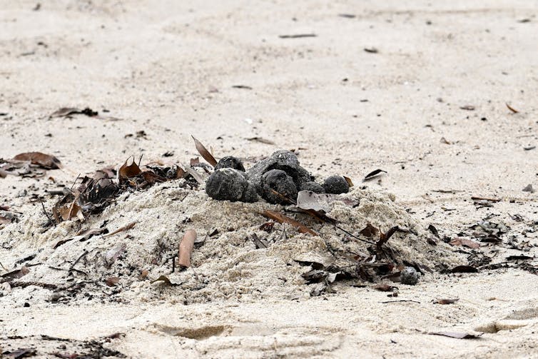 Photo of several black lumps sitting on a pile of sand on a beach.