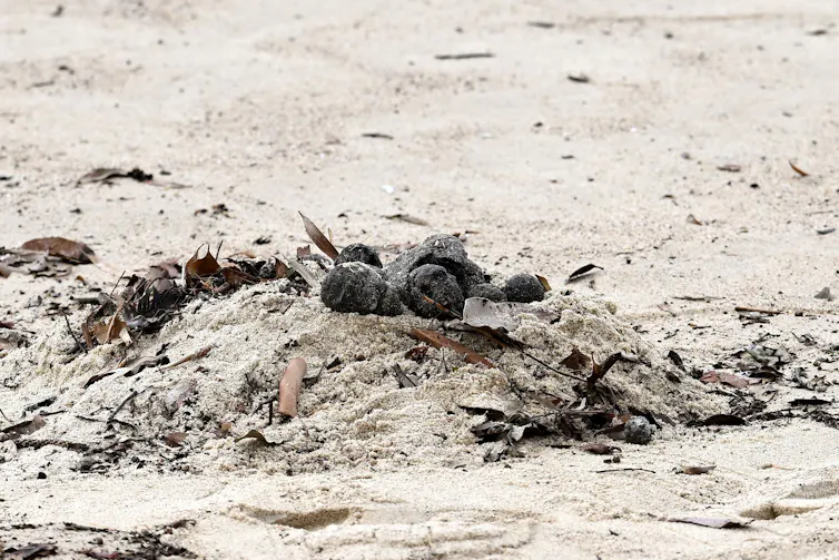 Photo of several black lumps sitting on a pile of sand on a beach.
