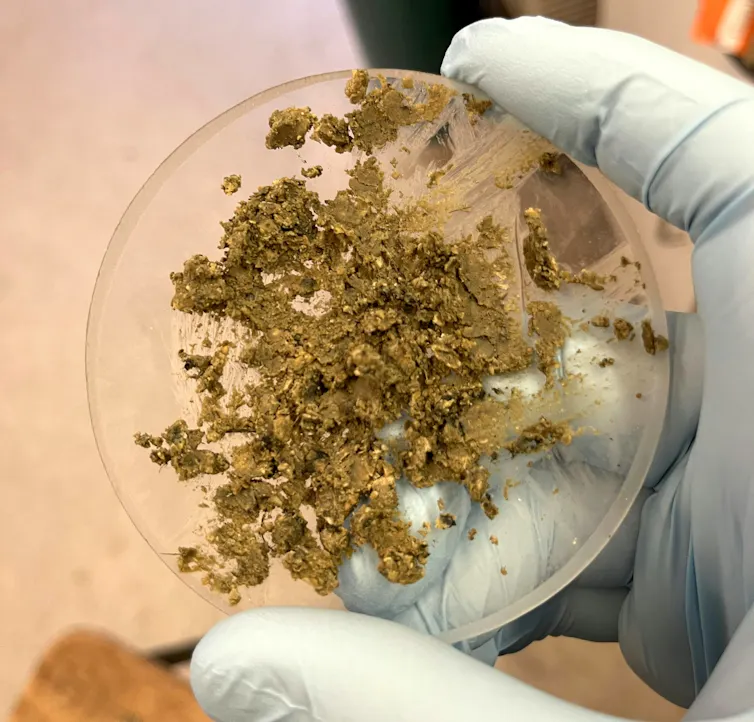 Photo of a gloved hand holding a glass dish containing a crumbly, smeared brown substance.