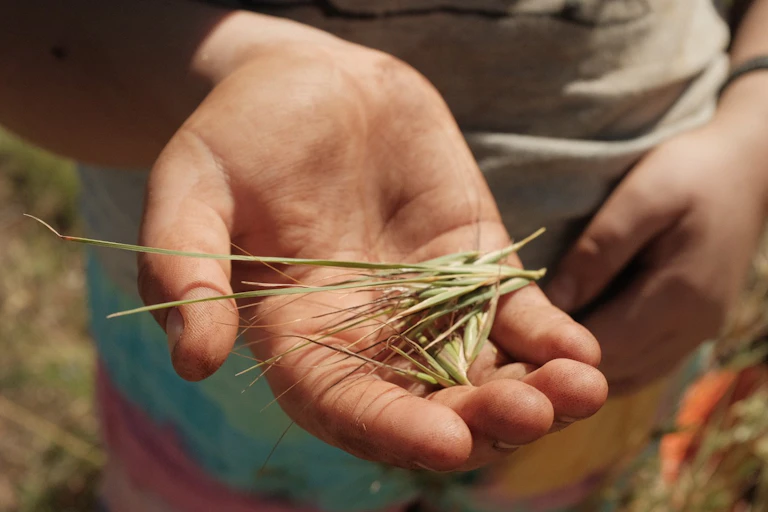 Aboriginal girl shares knowledge of bush foods at Dhariwaa