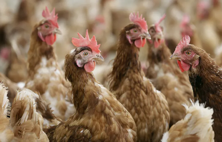 A flock of chickens