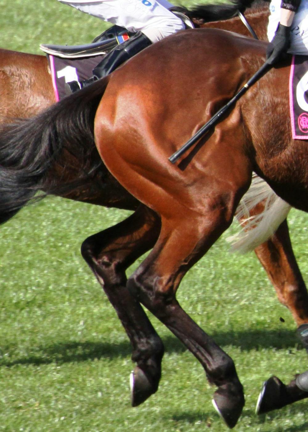 Whips hurt horses – if my leg's anything to go by Whips hurt horses – if my leg's anything to go by