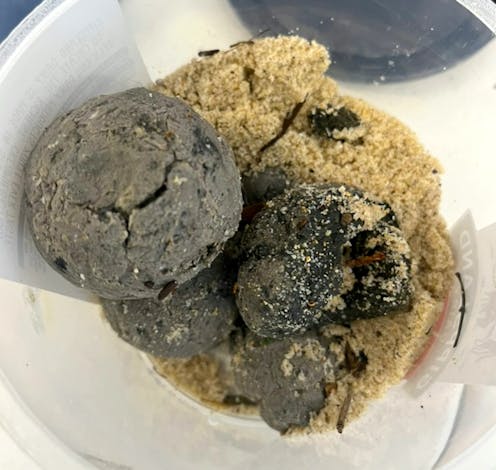 Black balls on Sydney beaches are likely ‘fatbergs’ showing traces of human faeces, methamphetamine and PFAS: new analysis
