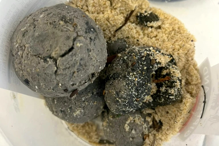 Photo of several black blobs in a plastic bucket partly filled with sand.