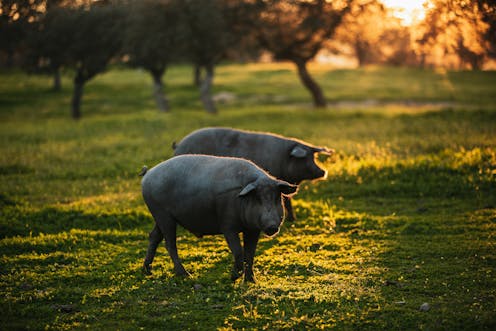 Bird flu has been detected in a pig in the US. Why does that matter?