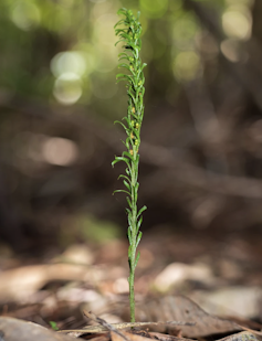 A fork fern