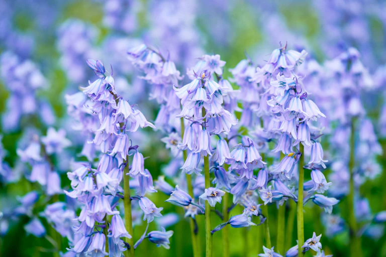 A clump of bluebells