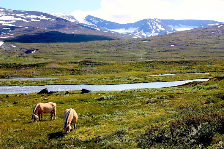 Arctic tundra landscape