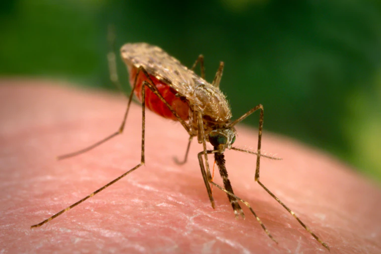 Insect on human skin