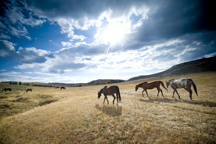 Beneath an enormous sky, three horses roam across grasslands.