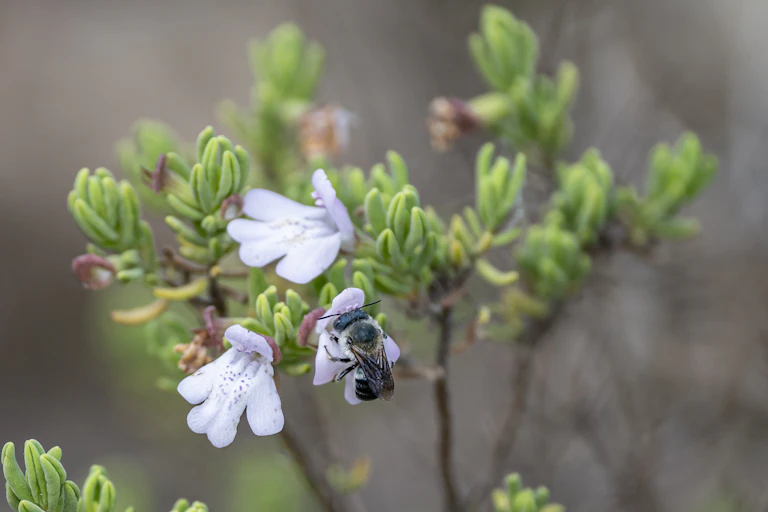 Pollinator bee on bush