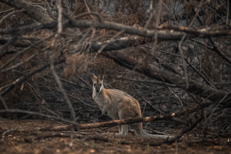 A red neck Wallaby sheltering near burnt-out bushland near Cobargo, Thursday, January 16, 2020