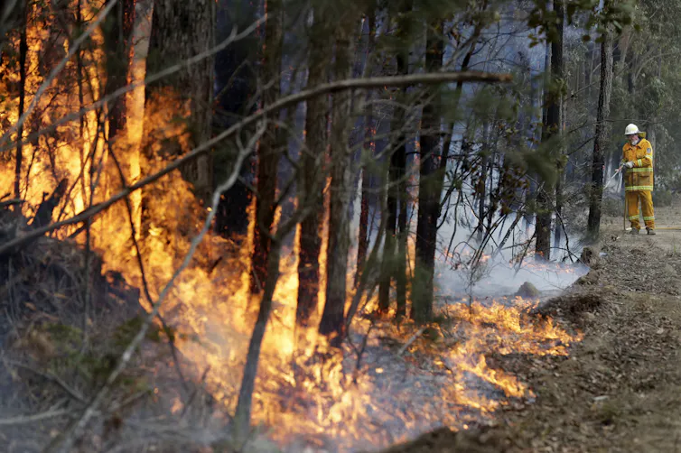 A controlled burn is done in a forest.