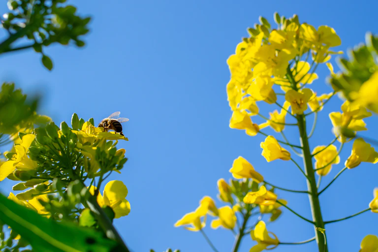A bumblebee on a yellow flower against a blue sky.
