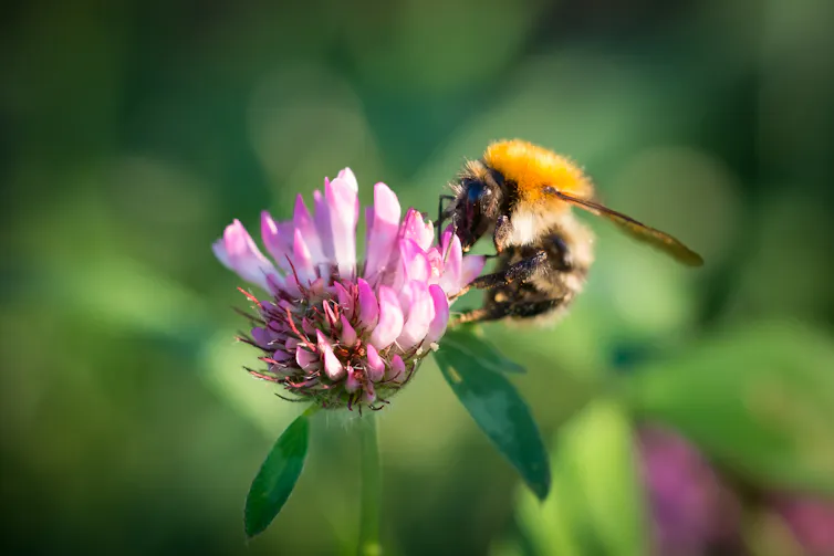 A carder bee on a pink flower.