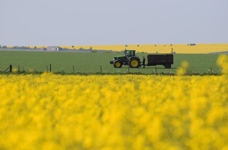 A yellow field with a tractor in the distance.