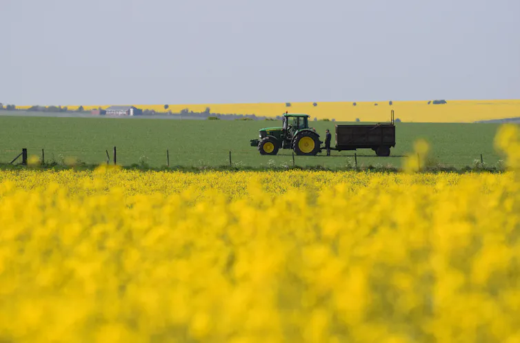 A yellow field with a tractor in the distance.