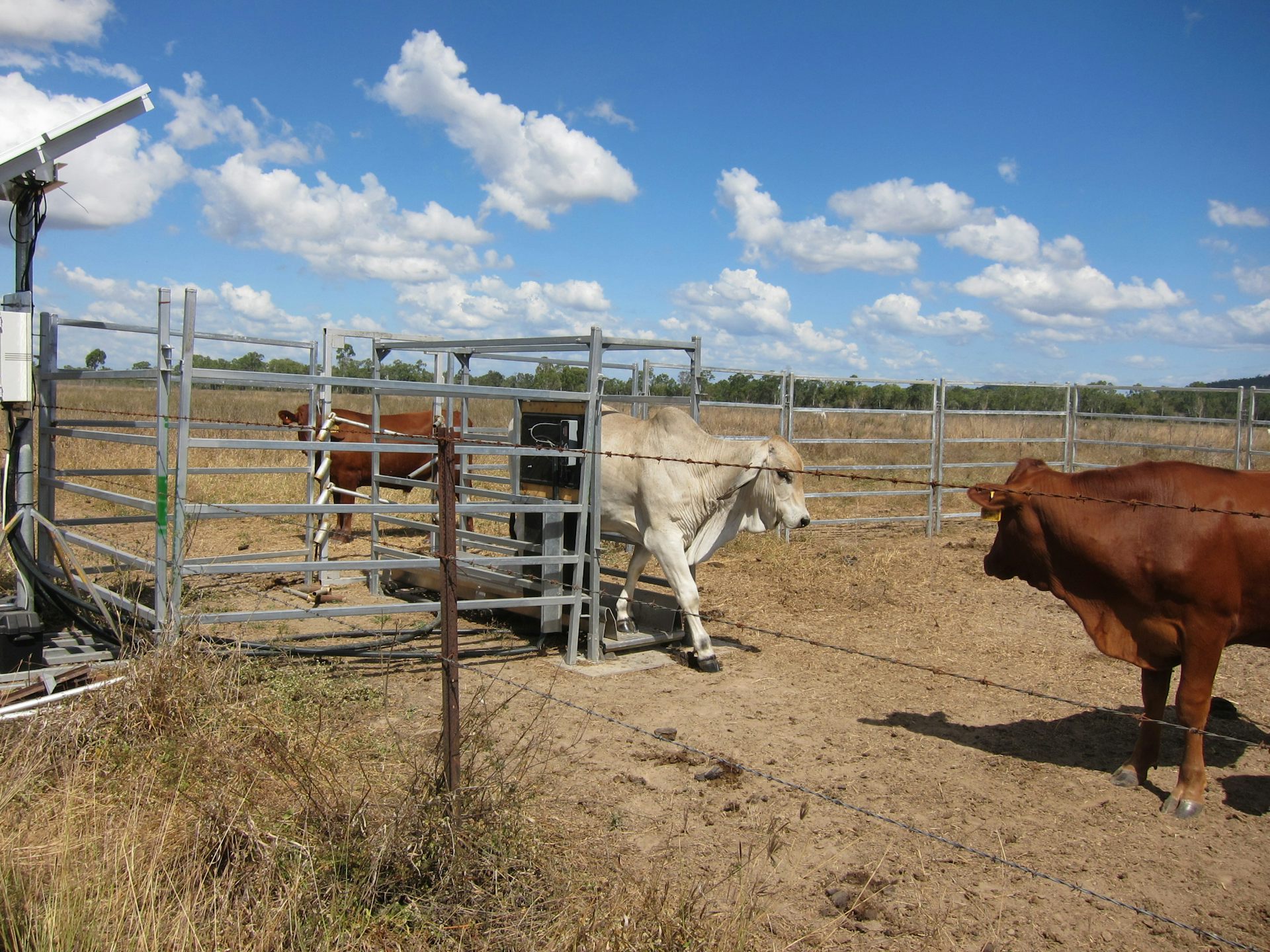 Technology is changing the face of northern Australian cattle farming