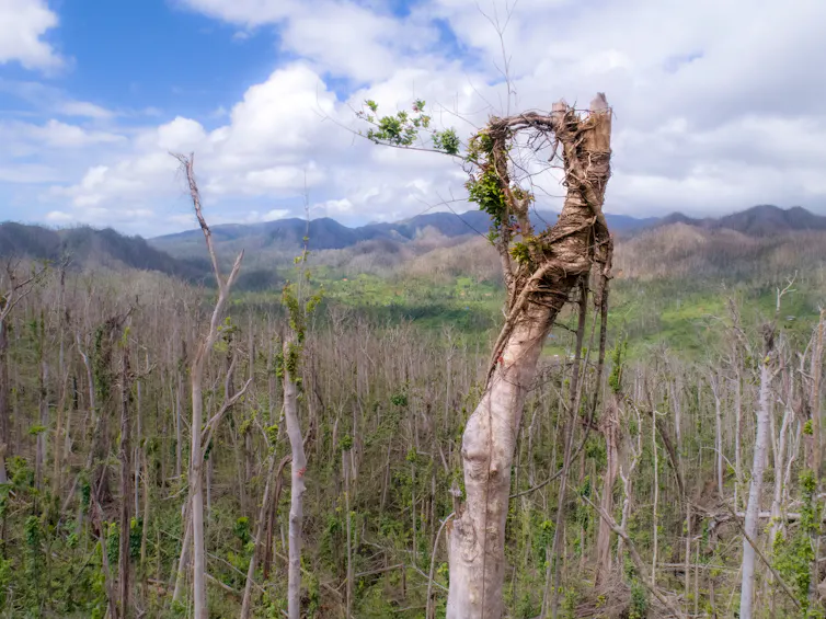 damaged trees