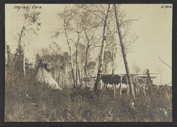 A black and white photographic print from 1913 shows corn being dried on a rack.