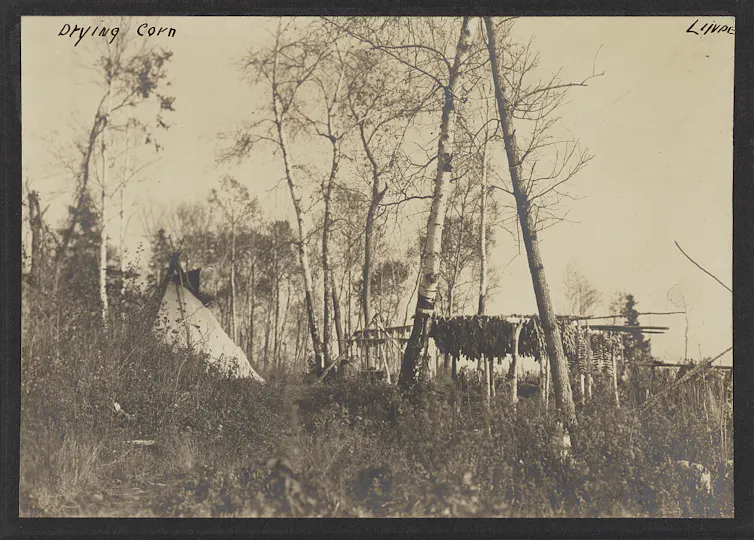 A black and white photographic print from 1913 shows corn drying on a rack.