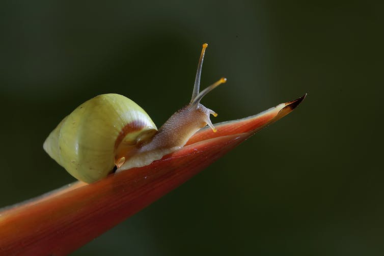 small snail on twig
