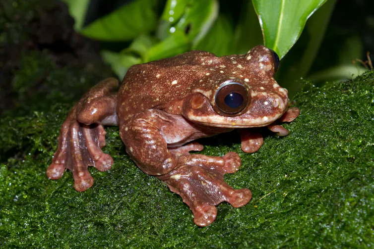 Small frog